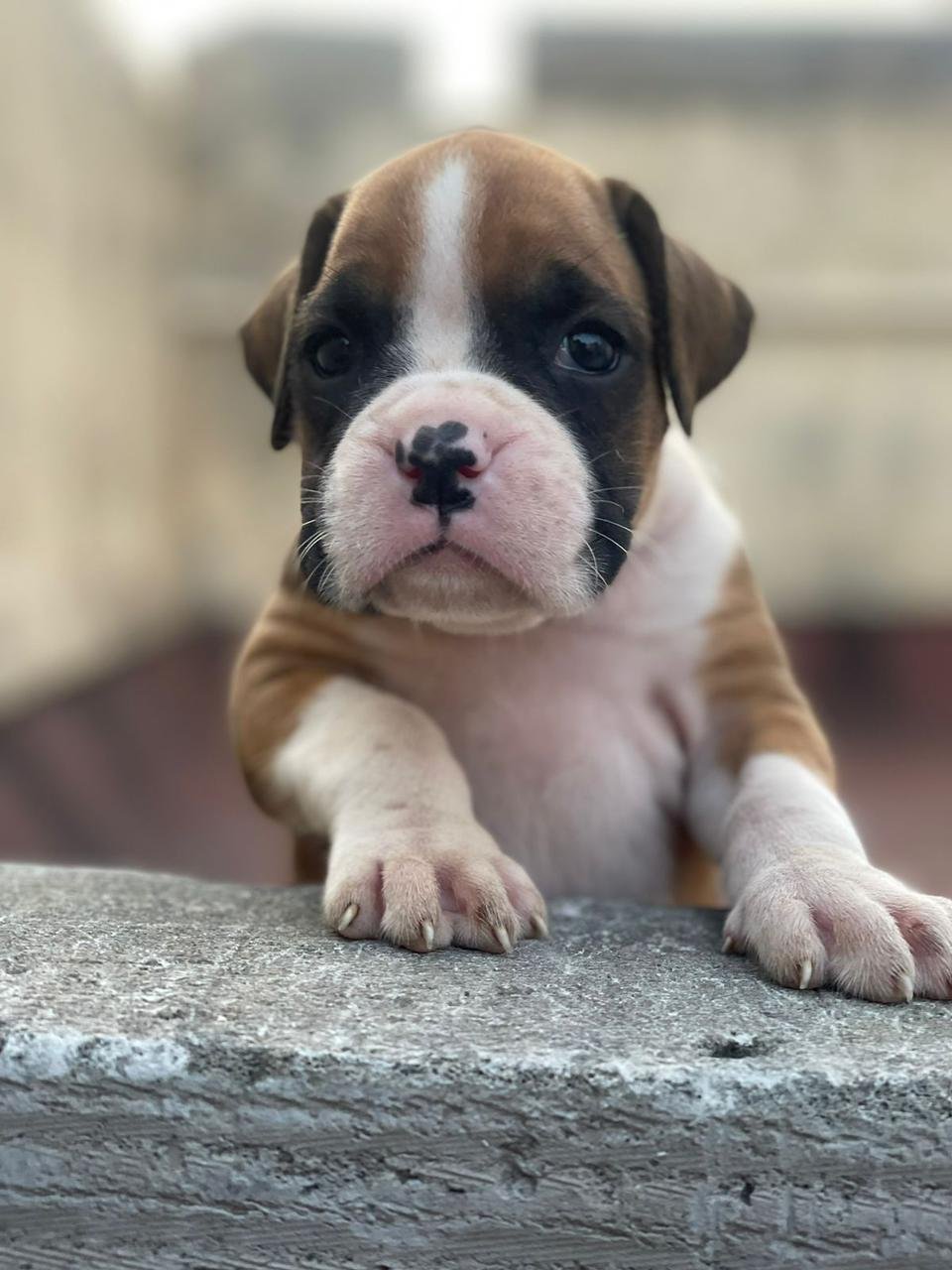 Order Female Boxer  Puppy from Bangalore